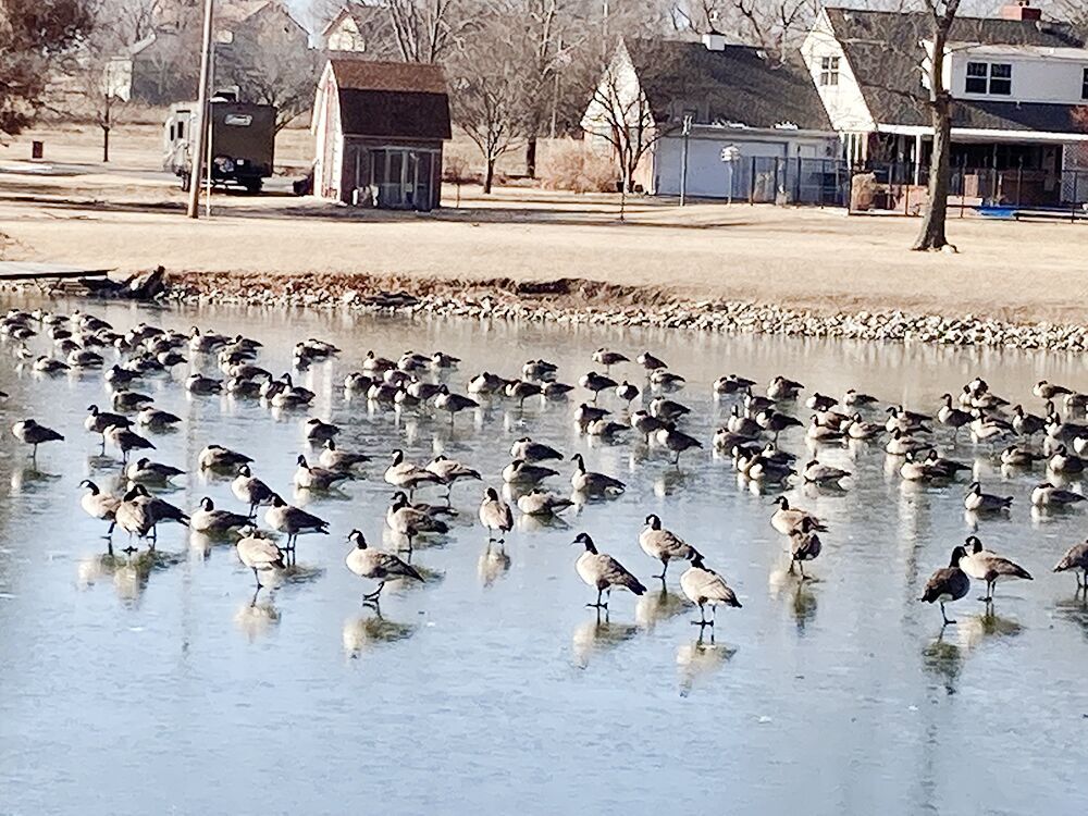 Frigid Waterfowl